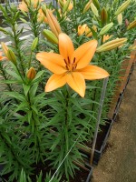 [5085 Indian Diamond No01.JPG]